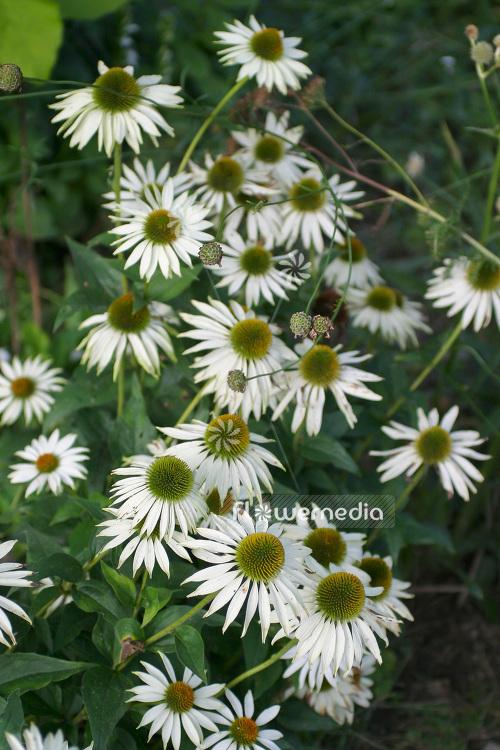 Echinacea Purpurea 'primadonna White' - View 37 from www redcrocus com