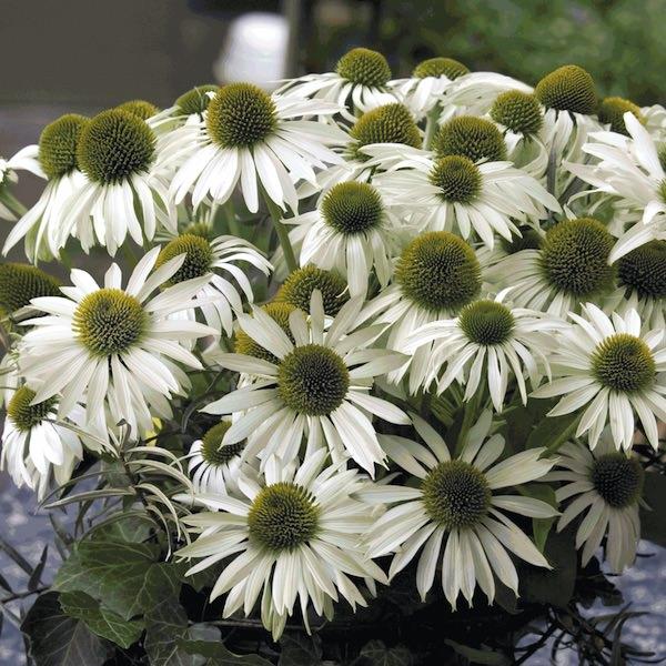 Echinacea Purpurea 'primadonna White' - View 3 from www redcrocus com