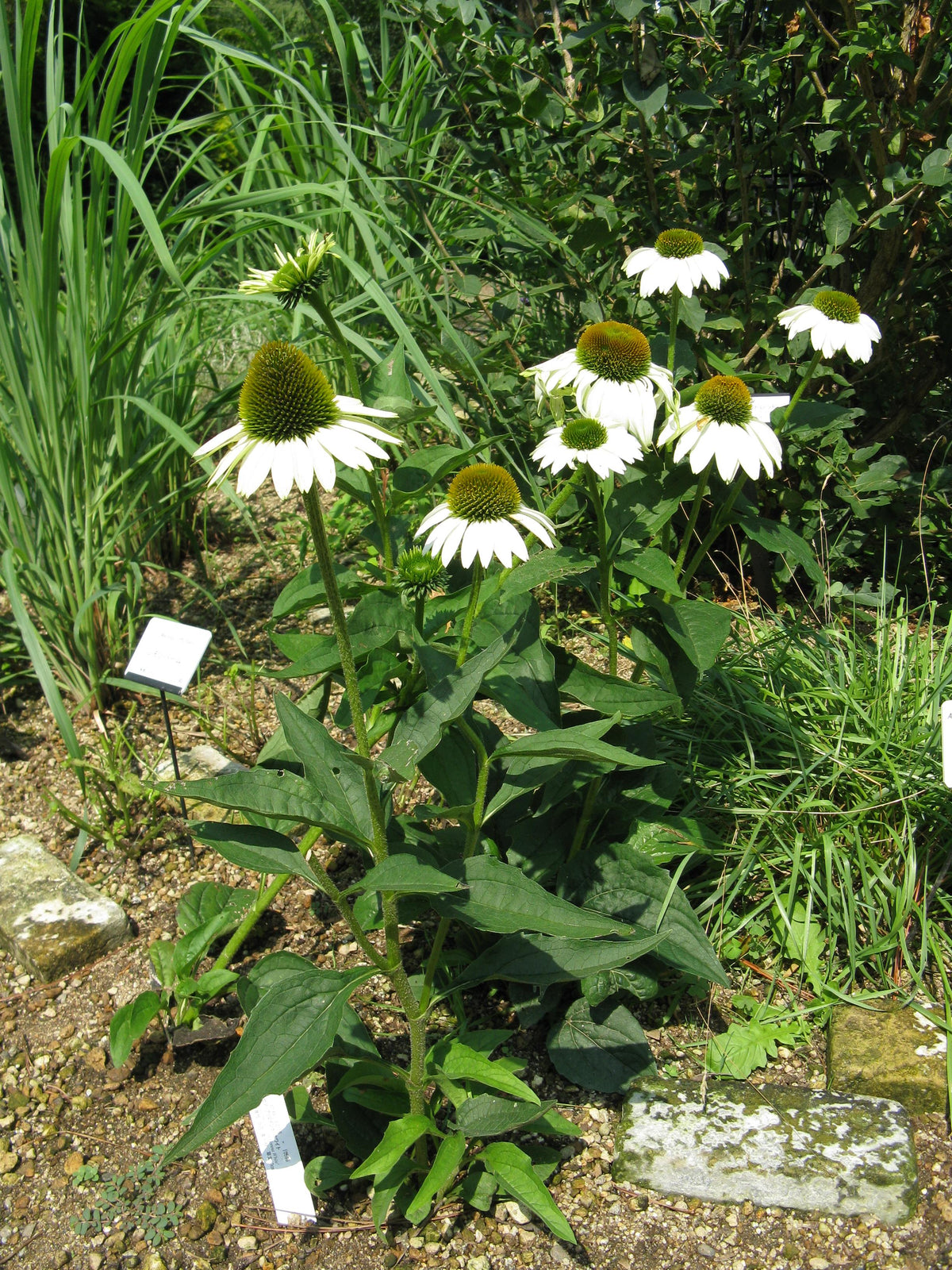 Echinacea Purpurea 'primadonna White' - View 4 from www redcrocus com
