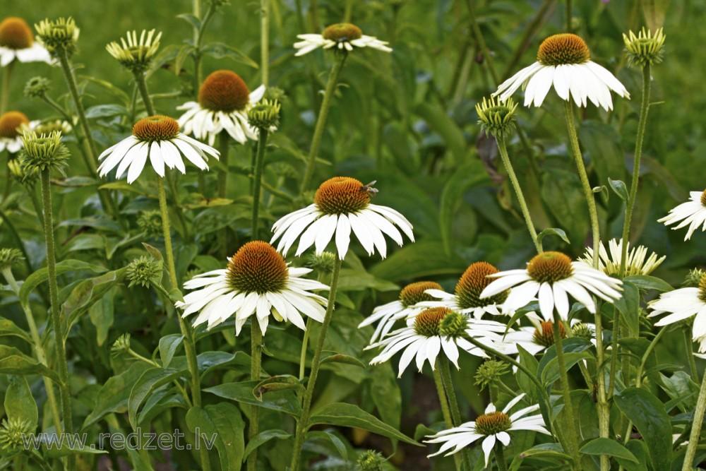 Echinacea Purpurea 'primadonna White' - View 5 from www redcrocus com