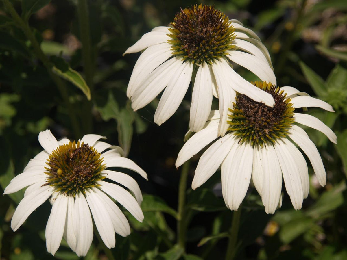 Echinacea Purpurea 'primadonna White' - View 6 from www redcrocus com