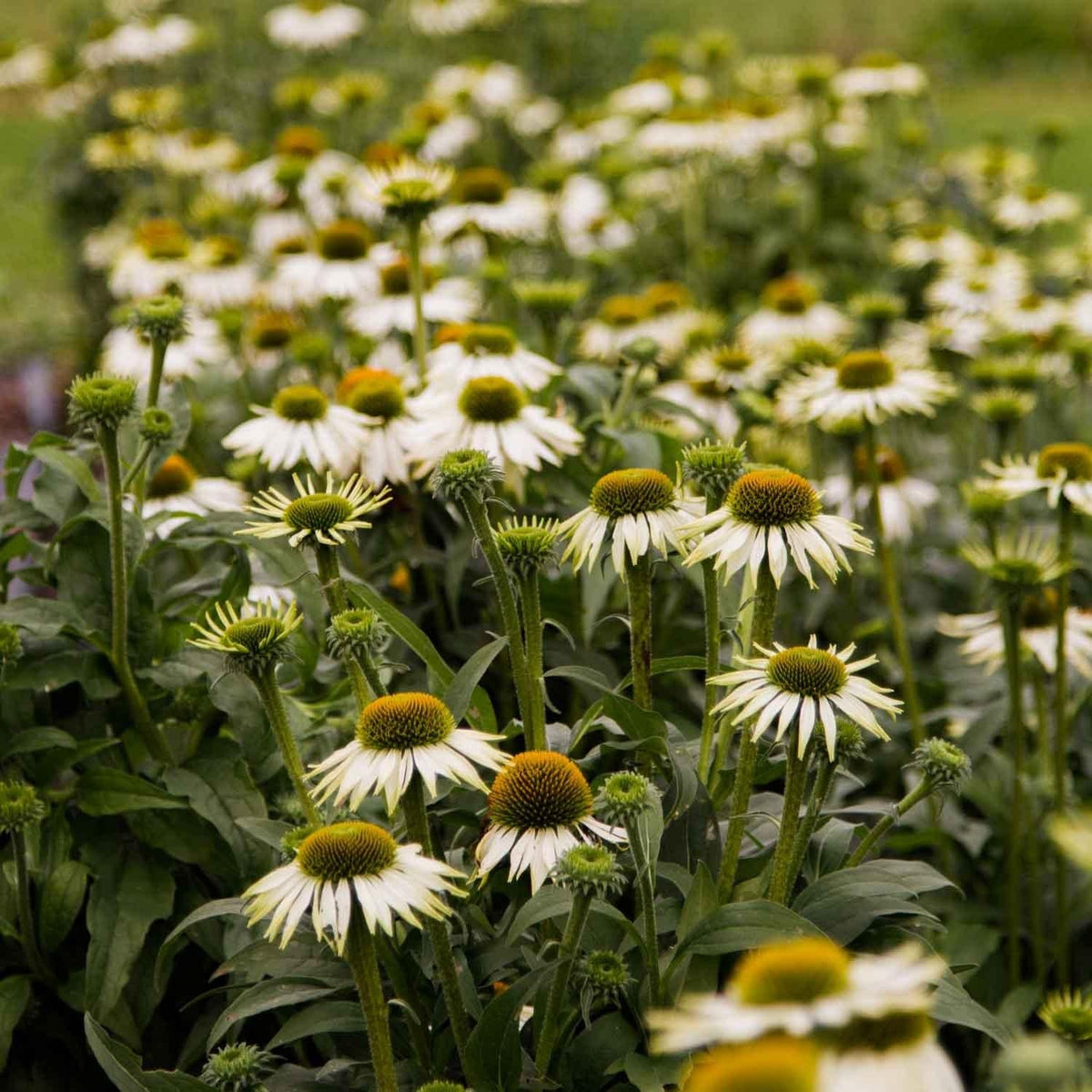 Echinacea Purpurea 'primadonna White' - View 7 from www redcrocus com