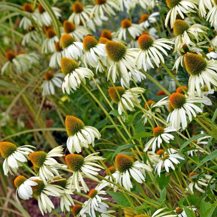 Echinacea Purpurea 'primadonna White' - View 8 from www redcrocus com
