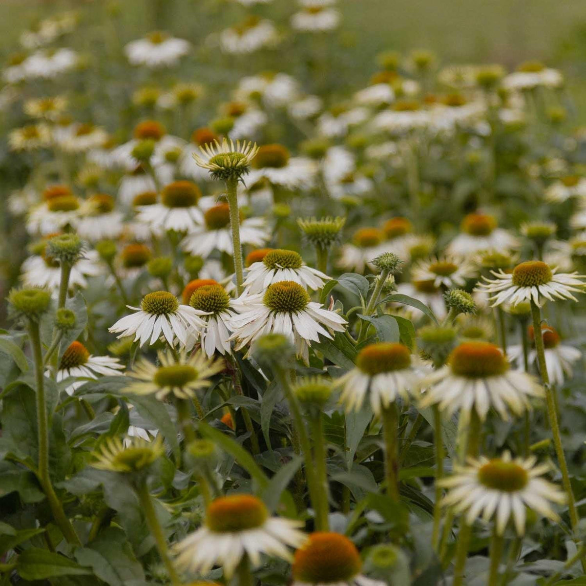 Echinacea Purpurea 'primadonna White' - View 9 from www redcrocus com