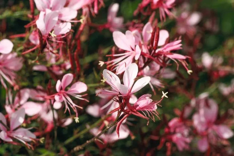 Gaura Lindheimeri 'belleza Early White' - View 10 from www redcrocus com