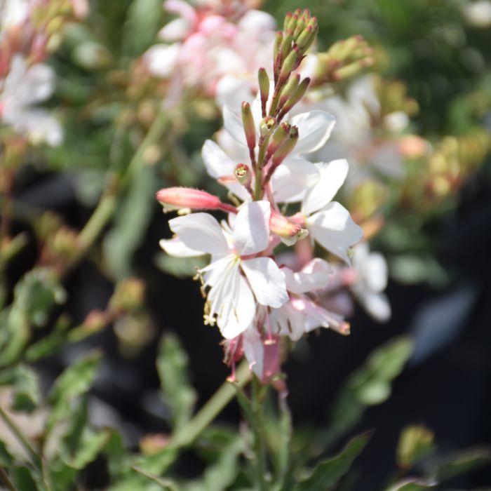 Gaura Lindheimeri 'belleza Early White' - View 11 from www redcrocus com