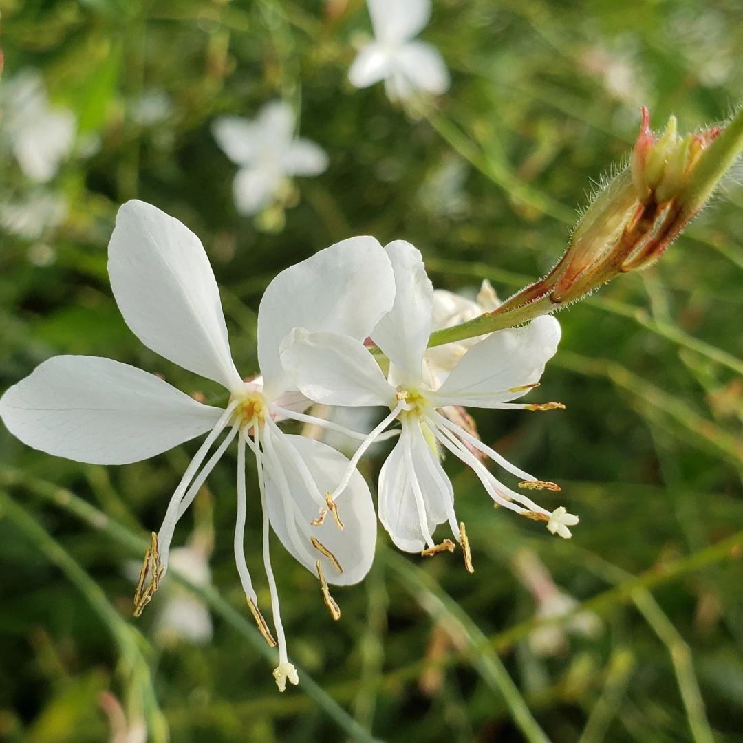 Gaura Lindheimeri 'belleza Early White' - View 12 from www redcrocus com