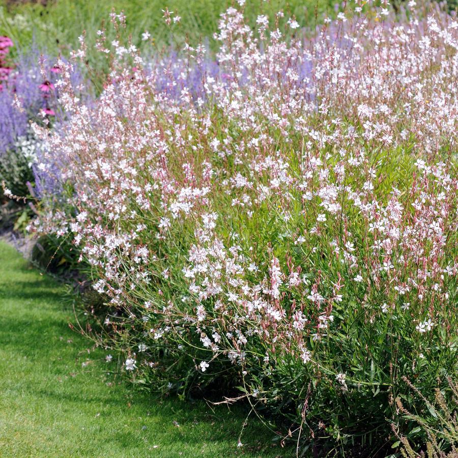 Gaura Lindheimeri 'belleza Early White' - View 13 from www redcrocus com