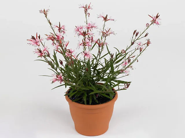 Gaura Lindheimeri 'belleza Early White' - View 14 from www redcrocus com