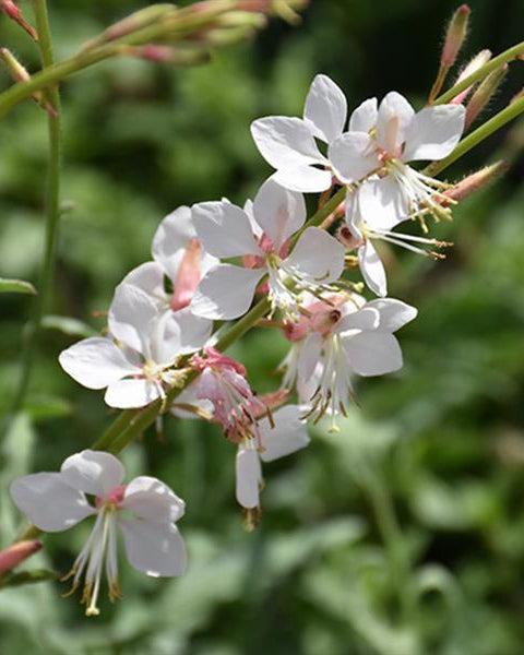 Gaura Lindheimeri 'belleza Early White' - View 16 from www redcrocus com