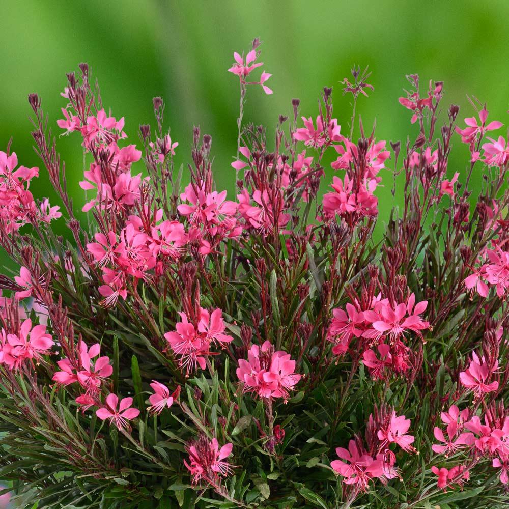 Gaura Lindheimeri 'belleza Early White' - View 17 from www redcrocus com