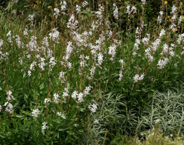 Gaura Lindheimeri 'belleza Early White' - View 18 from www redcrocus com