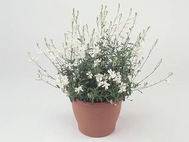 Gaura Lindheimeri 'belleza Early White' - View 19 from www redcrocus com