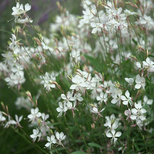 Gaura Lindheimeri 'belleza Early White' - View 1 from www redcrocus com