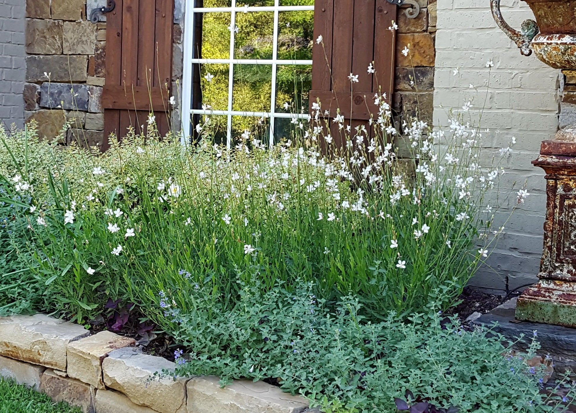 Gaura Lindheimeri 'belleza Early White' - View 21 from www redcrocus com