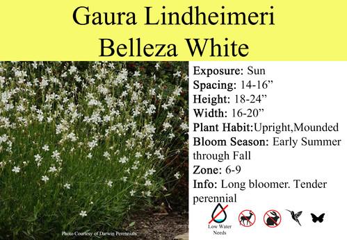 Gaura Lindheimeri 'belleza Early White' - View 22 from www redcrocus com