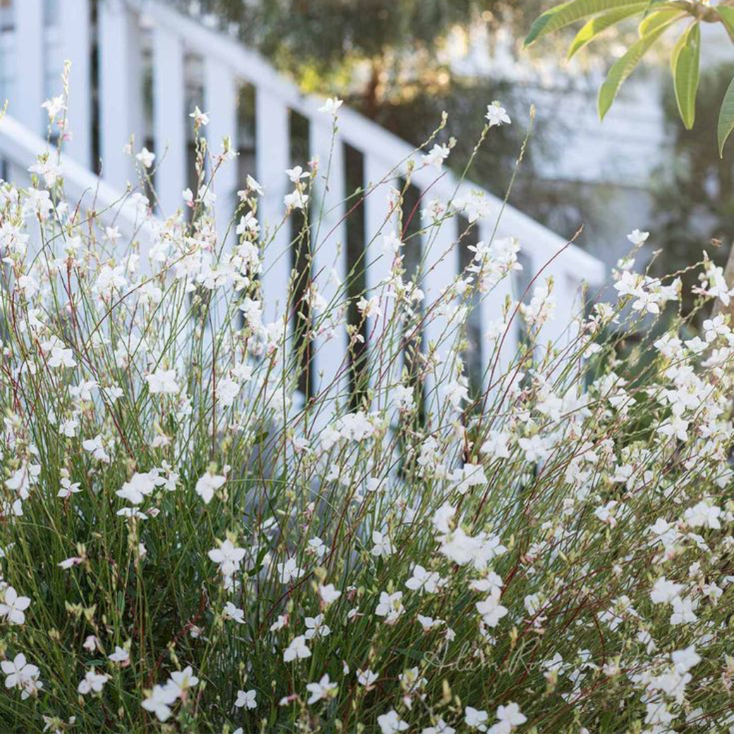 Gaura Lindheimeri 'belleza Early White' - View 23 from www redcrocus com