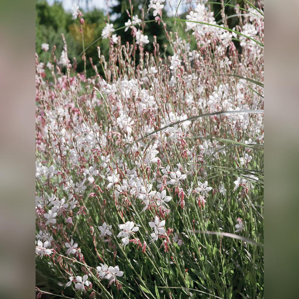 Gaura Lindheimeri 'belleza Early White' - View 24 from www redcrocus com