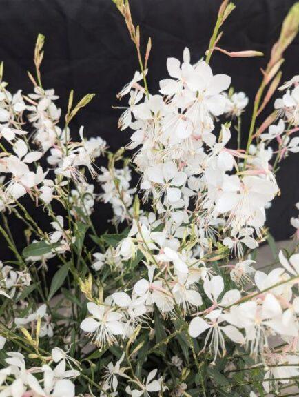Gaura Lindheimeri 'belleza Early White' - View 25 from www redcrocus com