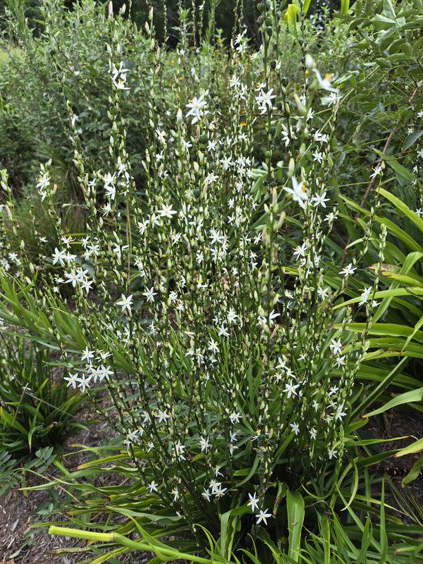 Gaura Lindheimeri 'belleza Early White' - View 26 from www redcrocus com