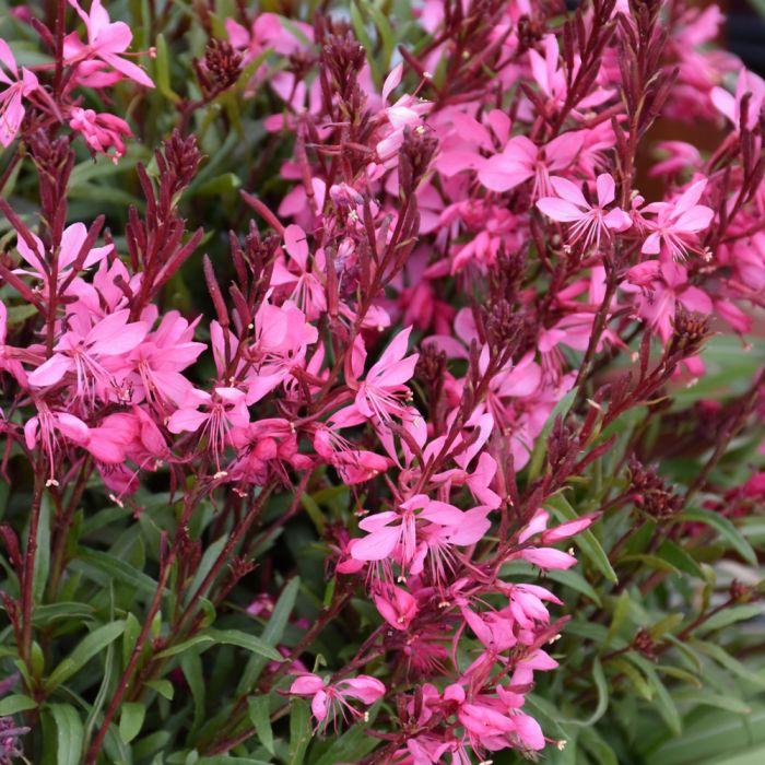 Gaura Lindheimeri 'belleza Early White' - View 27 from www redcrocus com