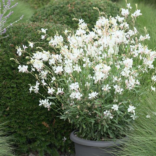 Gaura Lindheimeri 'belleza Early White' - View 2 from www redcrocus com