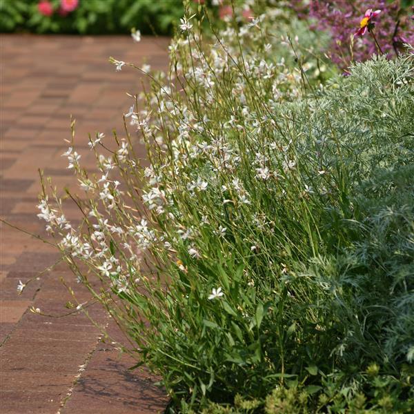 Gaura Lindheimeri 'belleza Early White' - View 3 from www redcrocus com