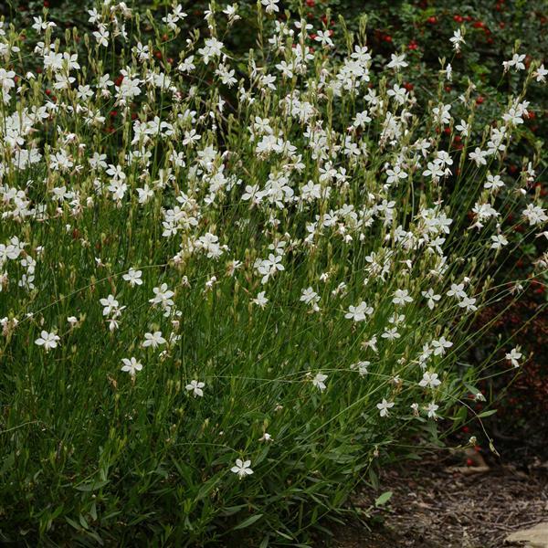 Gaura Lindheimeri 'belleza Early White' - View 4 from www redcrocus com