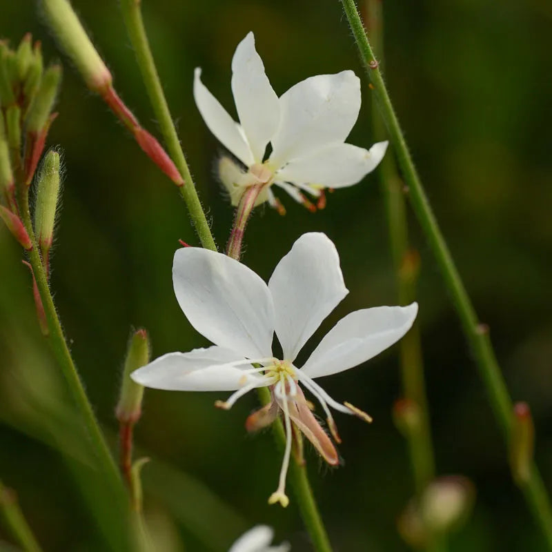 Gaura Lindheimeri 'belleza Early White' - View 5 from www redcrocus com