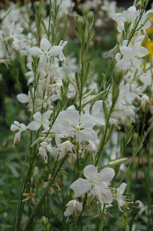 Gaura Lindheimeri 'belleza Early White' - View 6 from www redcrocus com