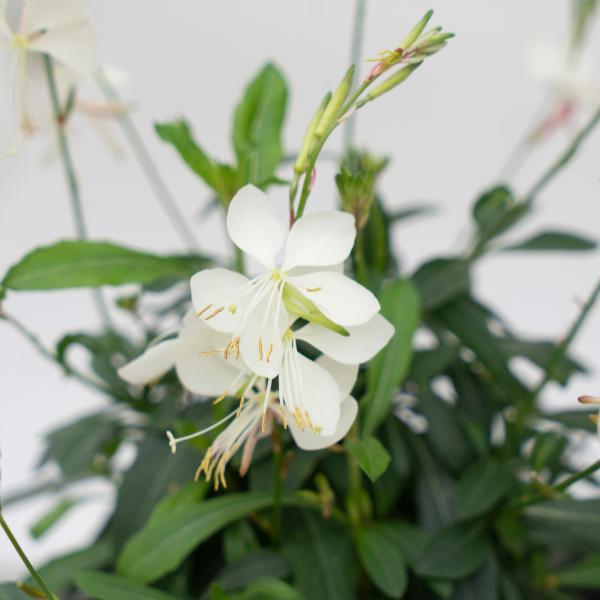 Gaura Lindheimeri 'belleza Early White' - View 7 from www redcrocus com