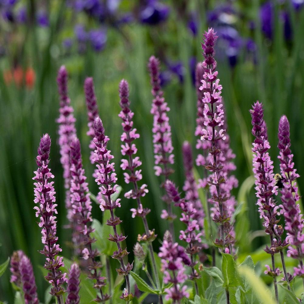 Salvia Nemorosa 'caradonna Pink' - View 10 from www redcrocus com