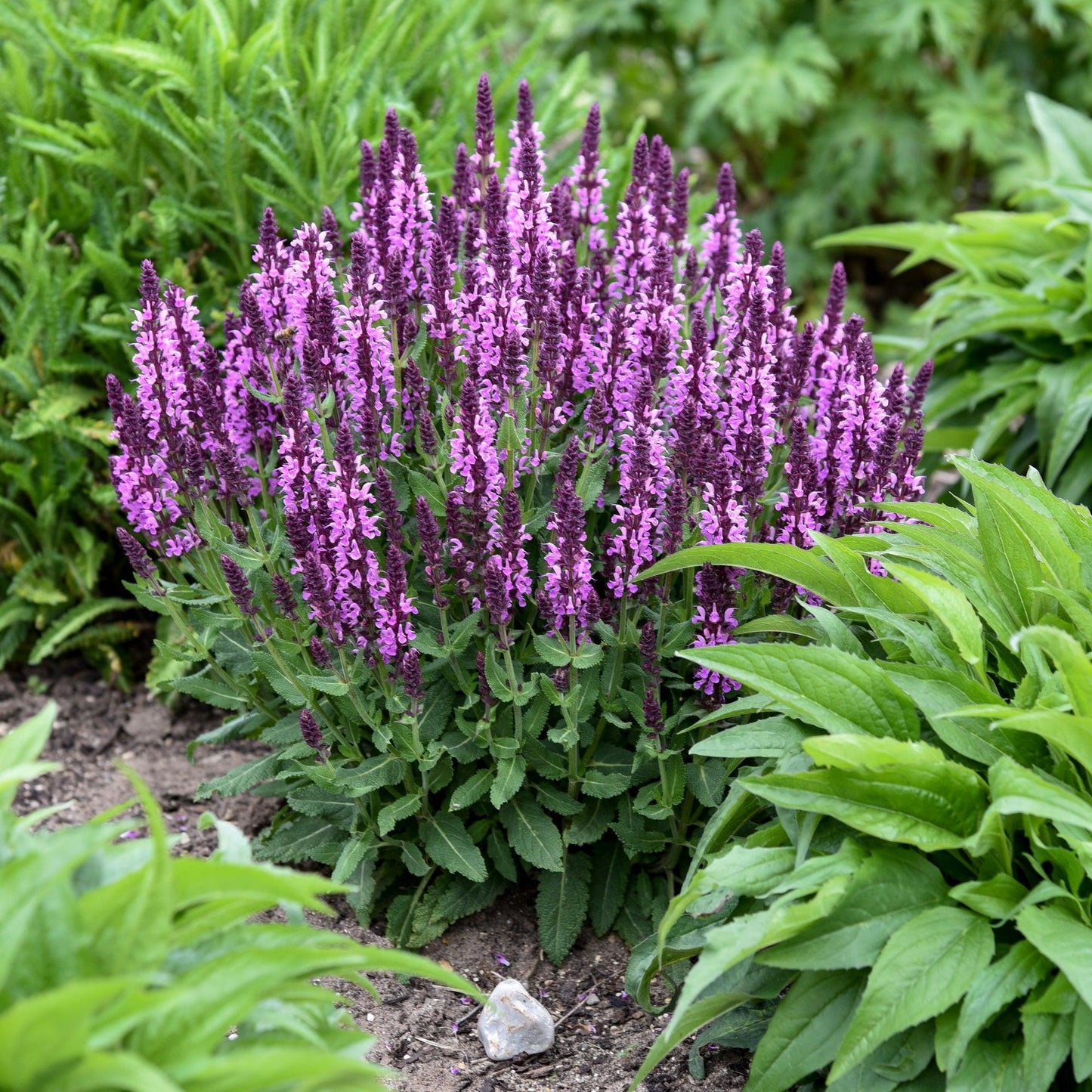 Salvia Nemorosa 'caradonna Pink' - View 11 from www redcrocus com