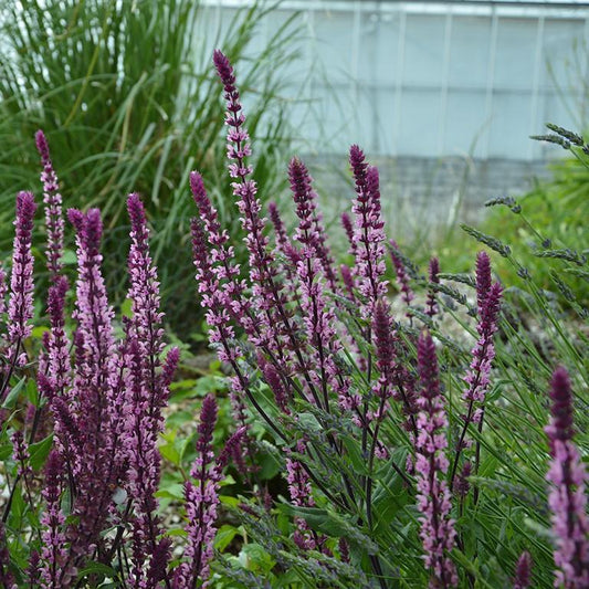Salvia Nemorosa 'caradonna Pink' - View 12 from www redcrocus com