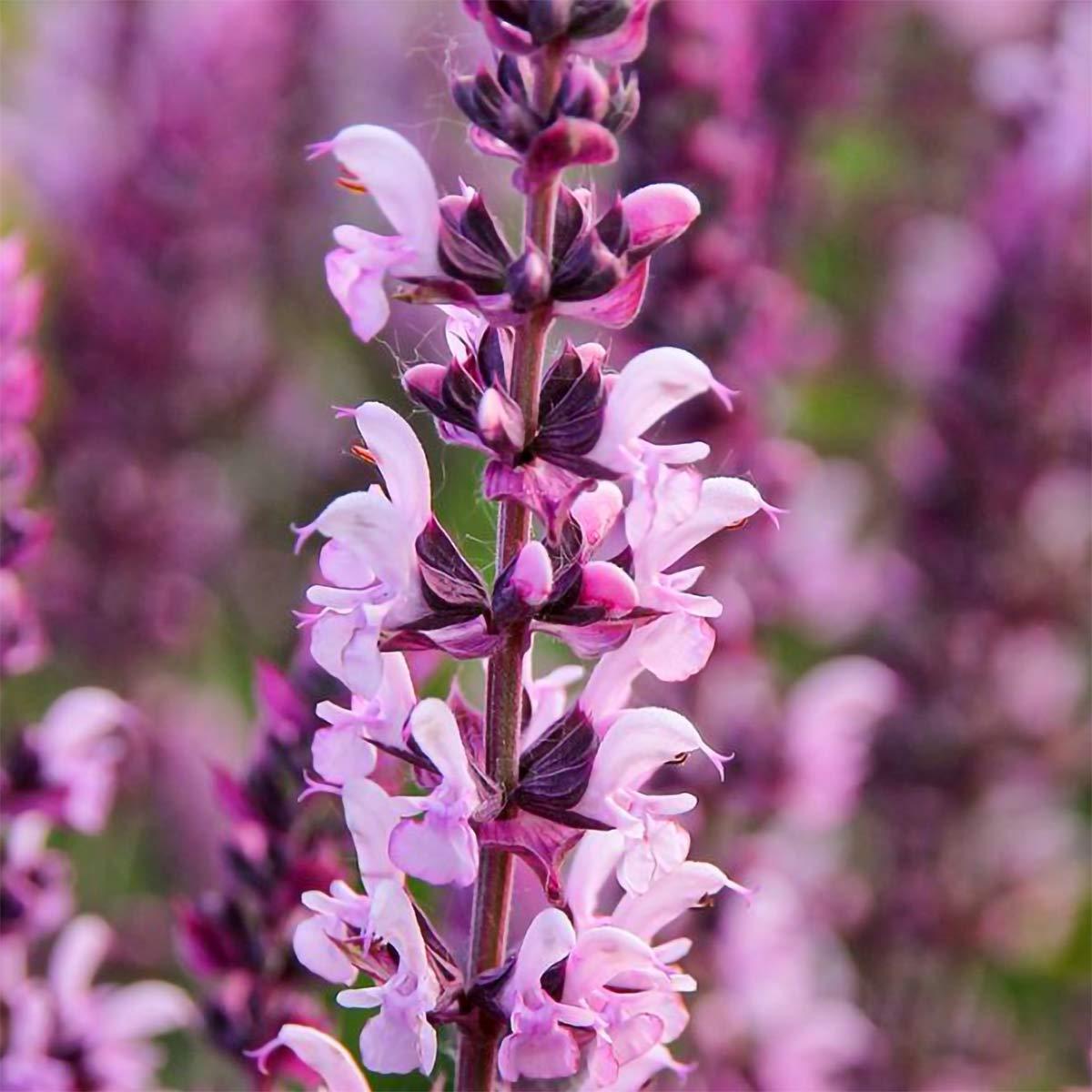 Salvia Nemorosa 'caradonna Pink' - View 13 from www redcrocus com