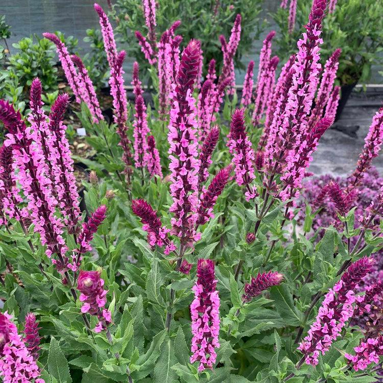 Salvia Nemorosa 'caradonna Pink' - View 14 from www redcrocus com