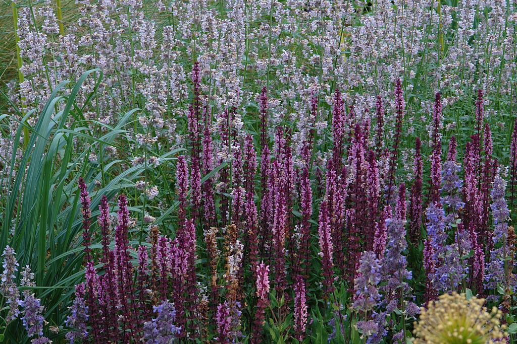 Salvia Nemorosa 'caradonna Pink' - View 15 from www redcrocus com