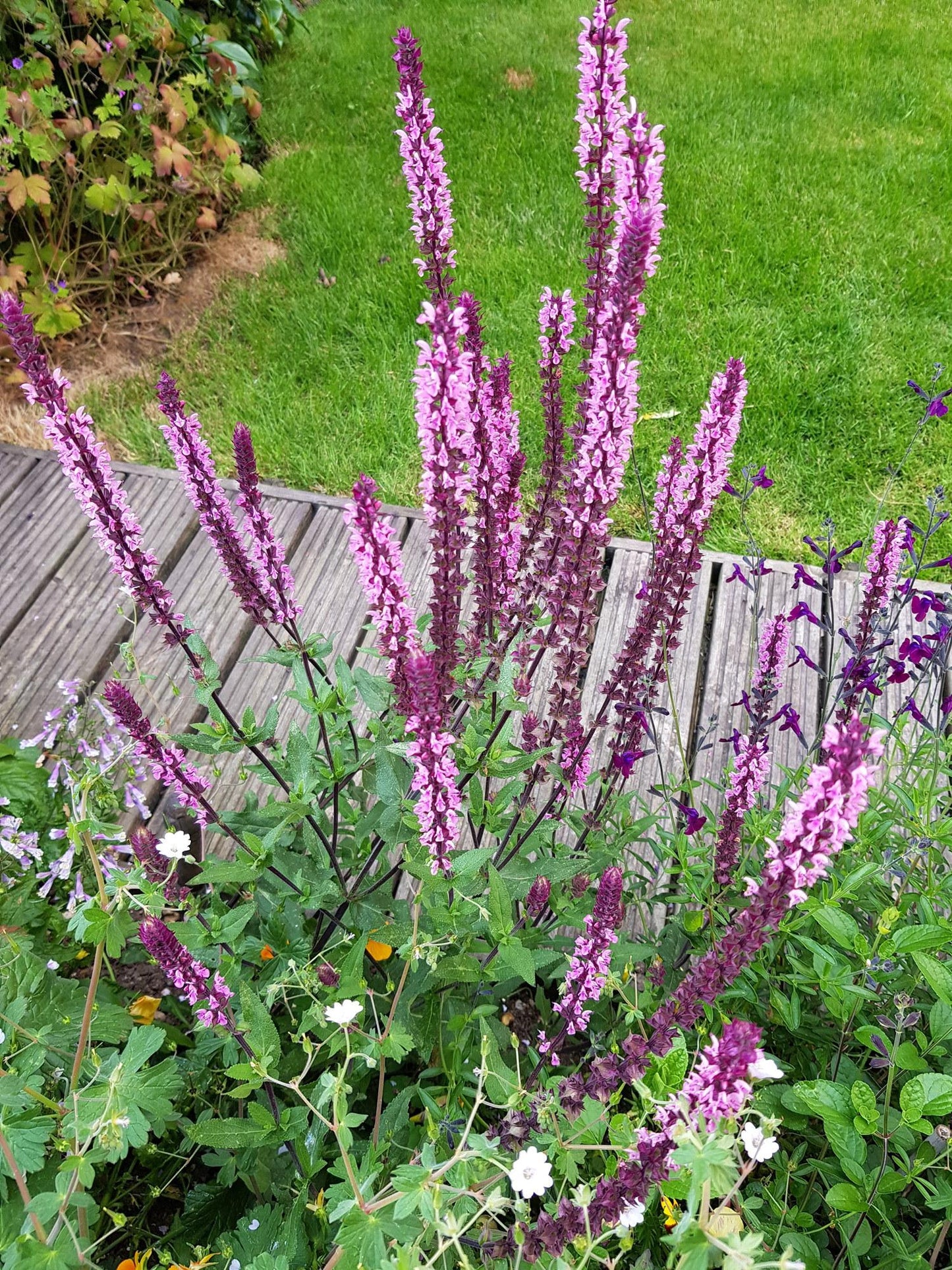 Salvia Nemorosa 'caradonna Pink' - View 18 from www redcrocus com