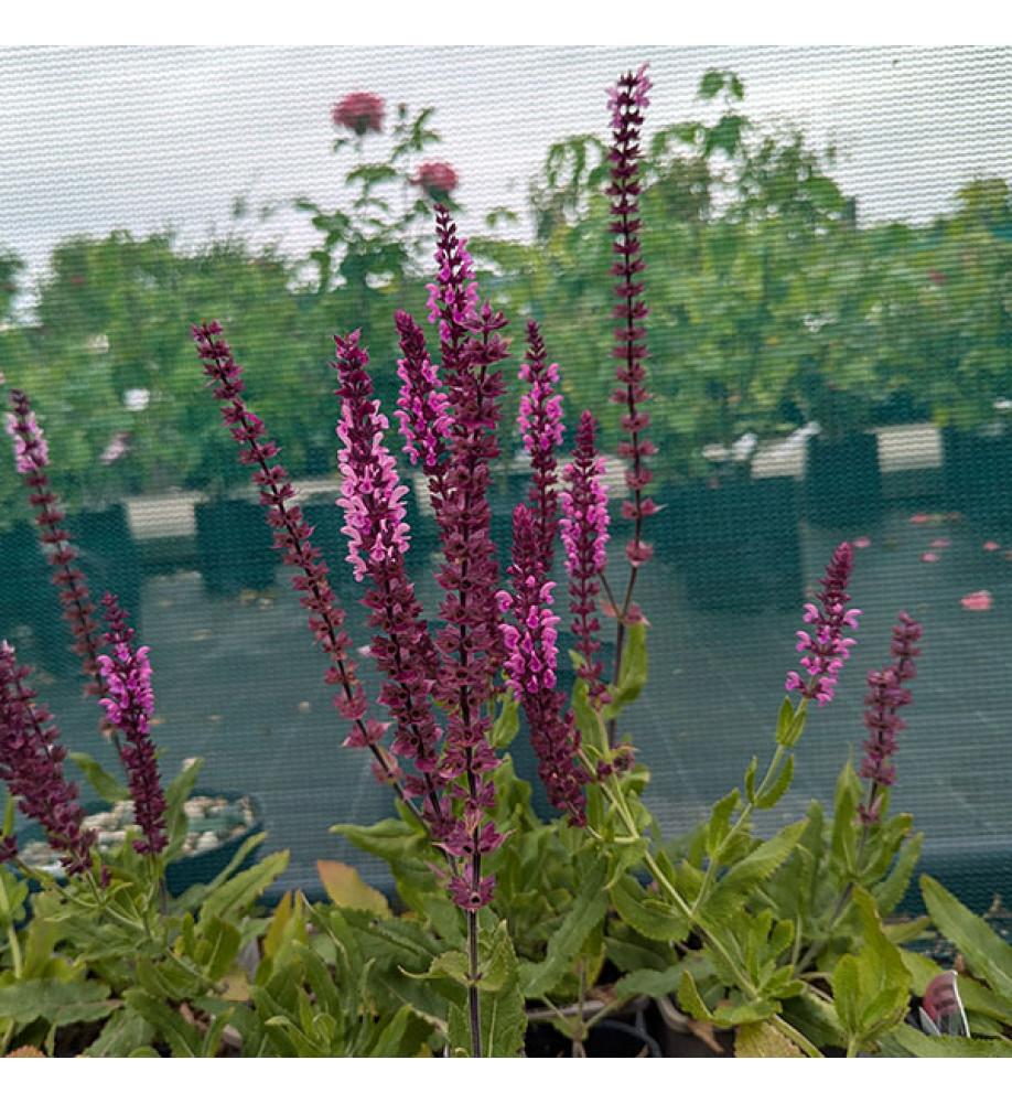 Salvia Nemorosa 'caradonna Pink' - View 19 from www redcrocus com