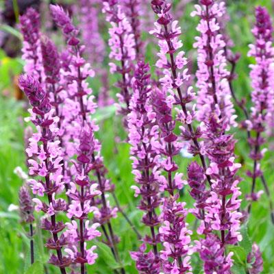 Salvia Nemorosa 'caradonna Pink' - View 1 from www redcrocus com