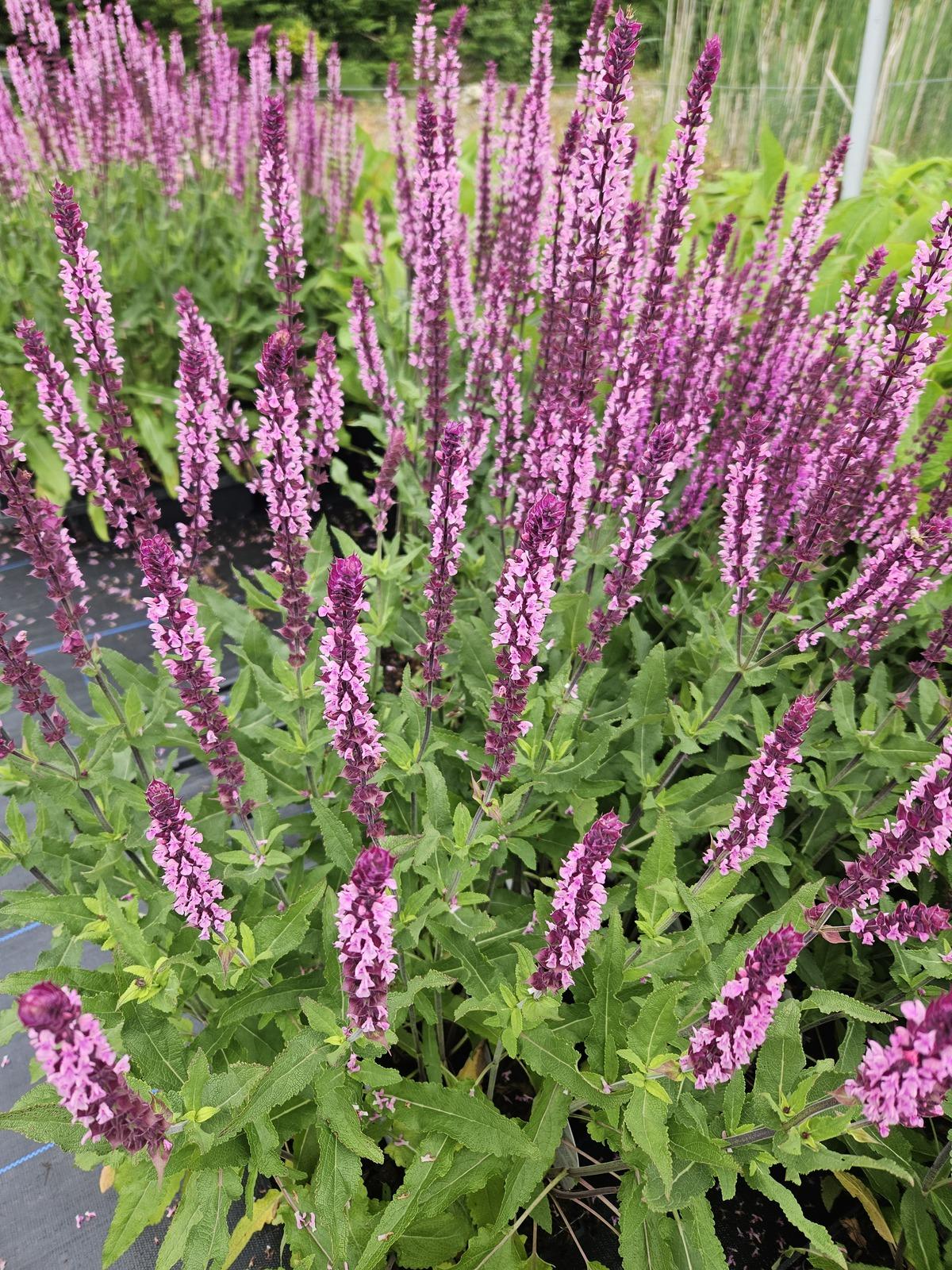 Salvia Nemorosa 'caradonna Pink' - View 23 from www redcrocus com