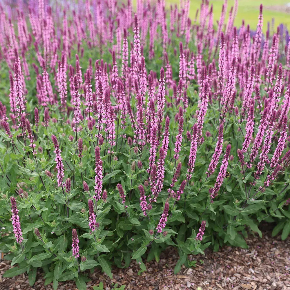 Salvia Nemorosa 'caradonna Pink' - View 25 from www redcrocus com