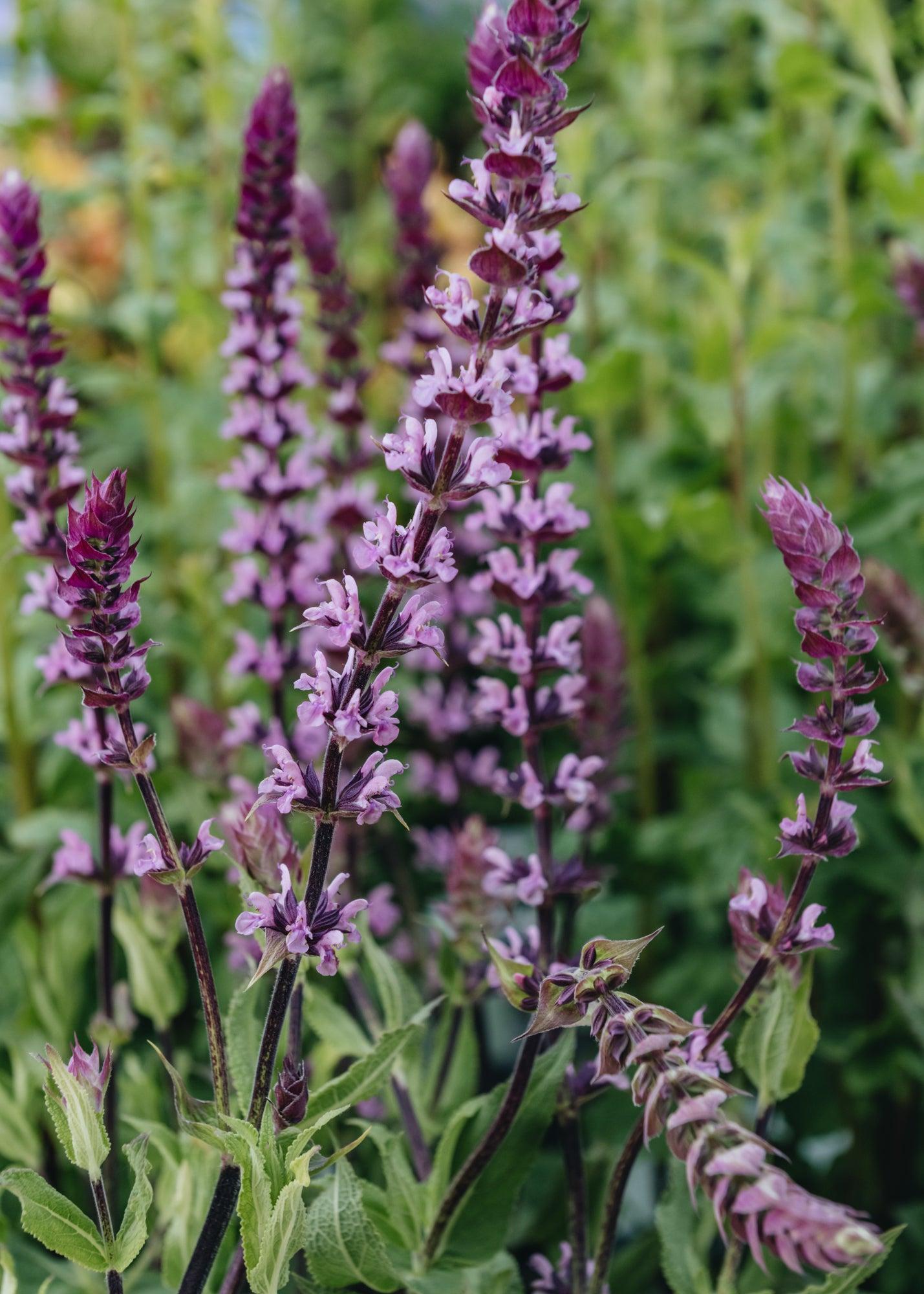 Salvia Nemorosa 'caradonna Pink' - View 29 from www redcrocus com