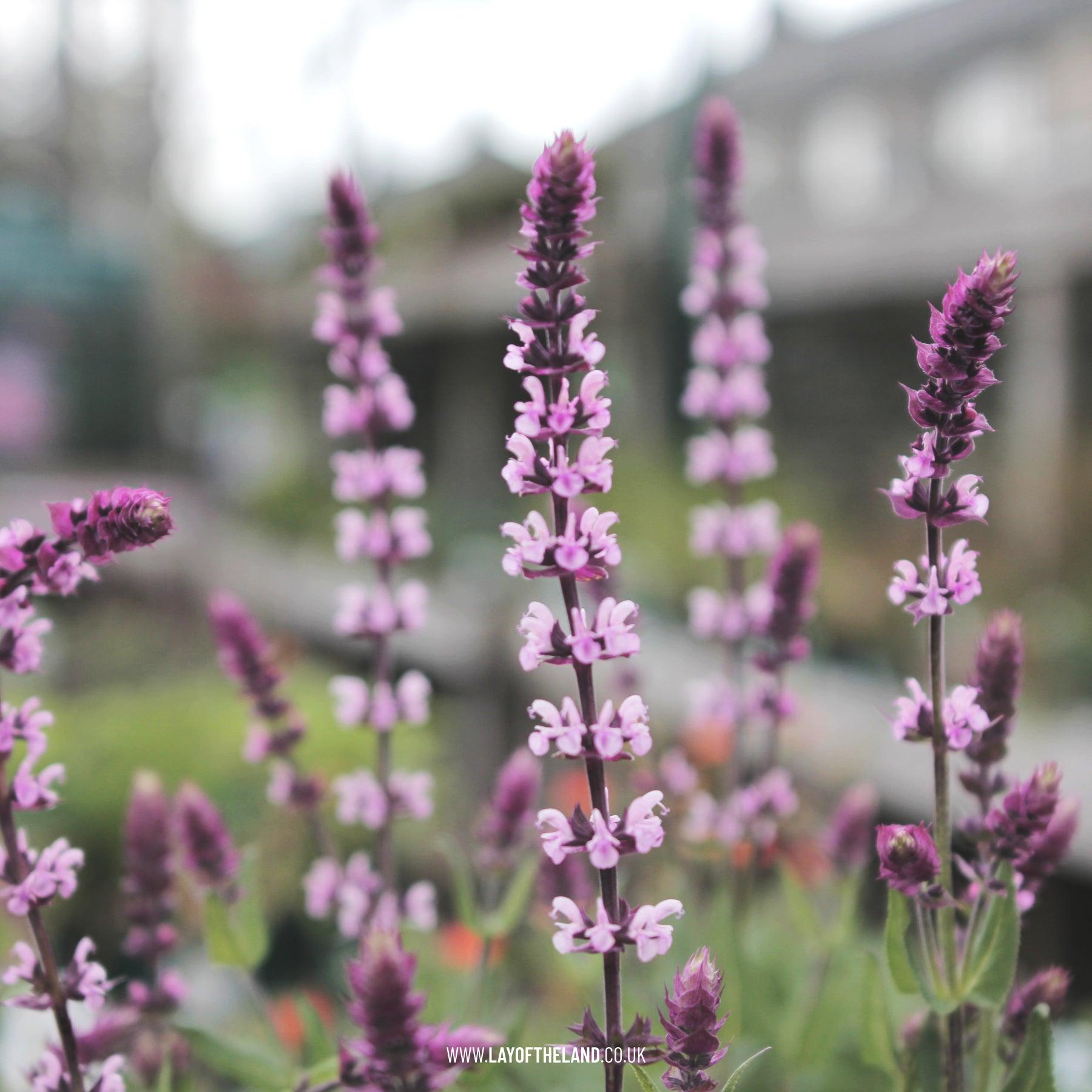 Salvia Nemorosa 'caradonna Pink' - View 31 from www redcrocus com