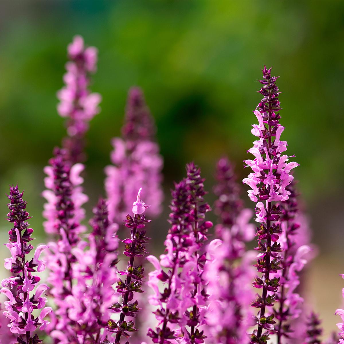 Salvia Nemorosa 'caradonna Pink' - View 3 from www redcrocus com