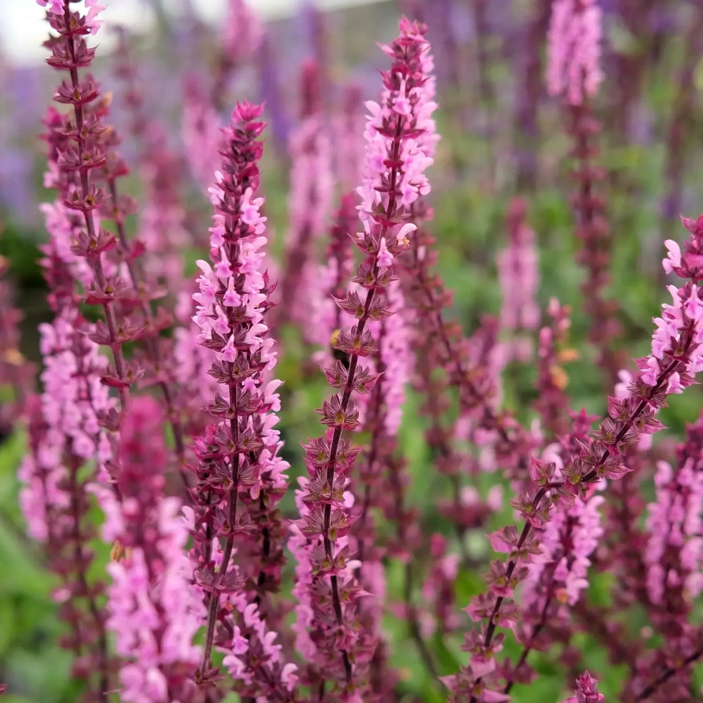 Salvia Nemorosa 'caradonna Pink' - View 6 from www redcrocus com