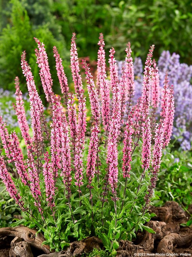 Salvia Nemorosa 'caradonna Pink' - View 7 from www redcrocus com