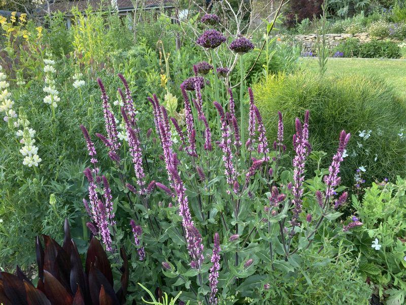 Salvia Nemorosa 'caradonna Pink' - View 8 from www redcrocus com