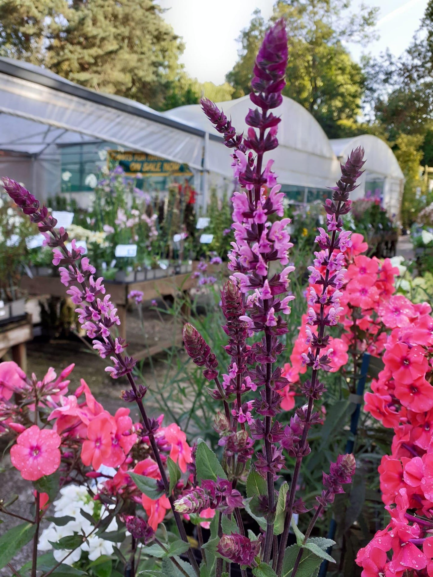 Salvia Nemorosa 'caradonna Pink' - View 9 from www redcrocus com