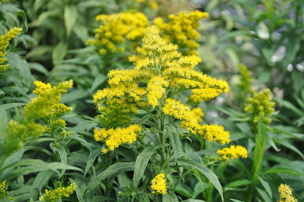Solidago 'spark Plug' - View 11 from www redcrocus com